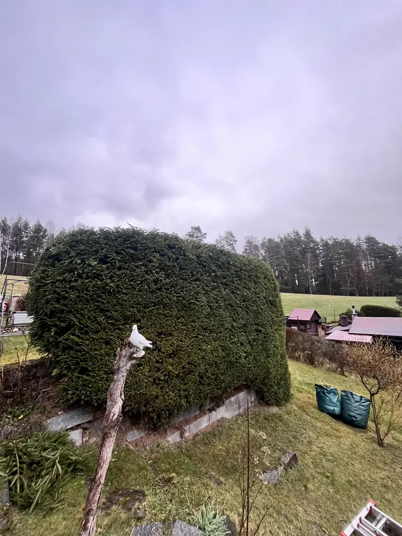 Smrkový živý plot po zastřižení